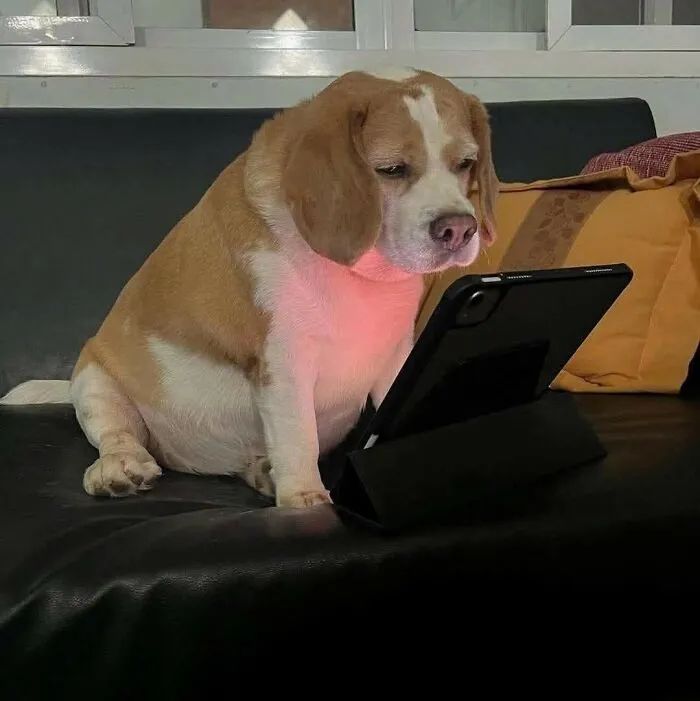 Beagle dog intently looking at a tablet on a black couch in a cozy indoor setting with cushions nearby.