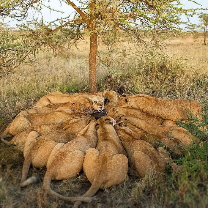 40 Mesmerizing Wildlife Photos From Around The Globe By Daniel Rosengren