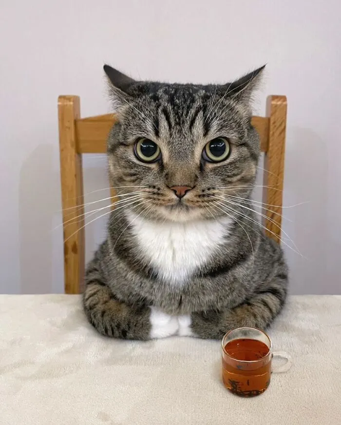 Tabby cat sitting at a table with a small cup of tea, showcasing wholesome animals in a fun and charming setting.