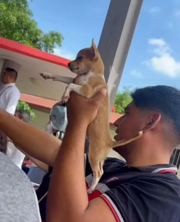 Young man holding a small dog in the air, capturing a cute and hilarious dog-themed animal image outdoors.