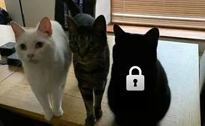 50 Chaotic Cats Being Cats And Nothing Else