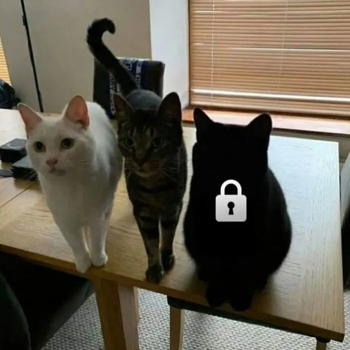 Silly-Cute-Cats-Pics