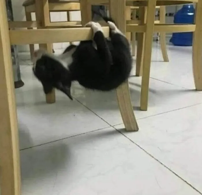 30 Gatos caóticos siendo ellos mismos
