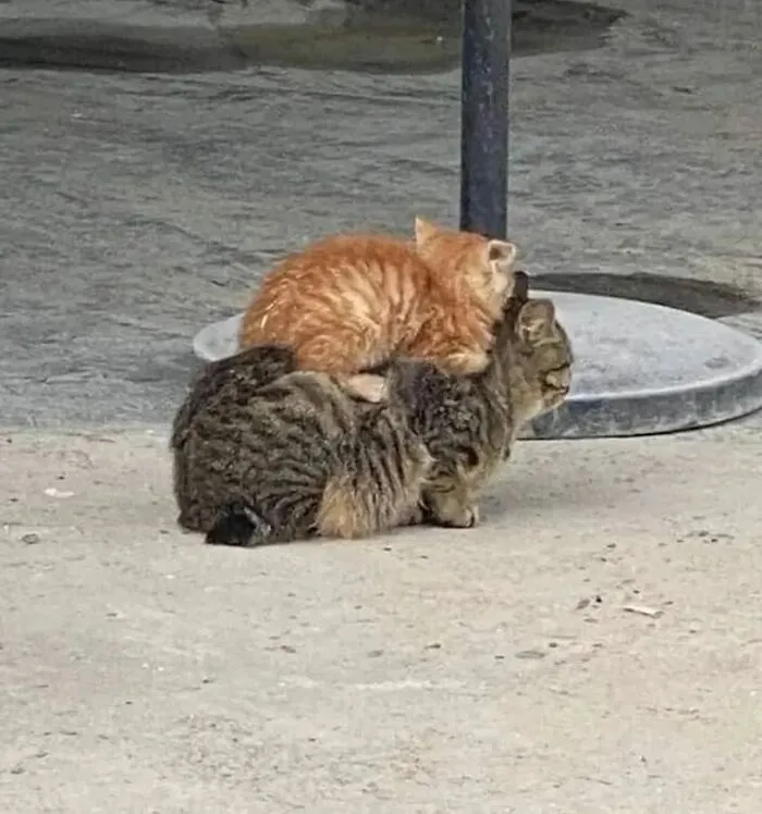 50 Chaotic Cats Being Cats And Nothing Else