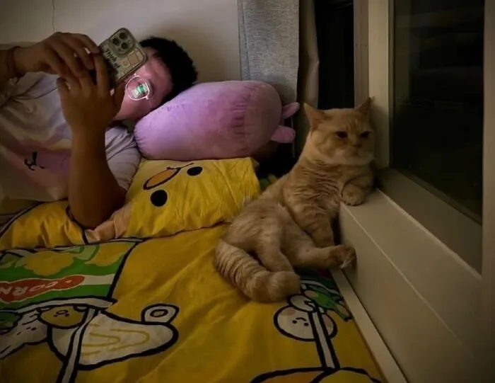 Cat sitting by the window looking outside while a person lies on bed using a phone, showcasing funny cat moments.
