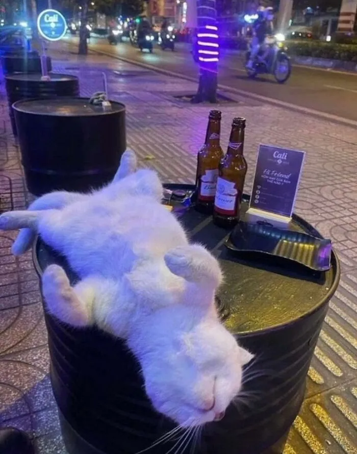 30 Gatos caóticos siendo ellos mismos
