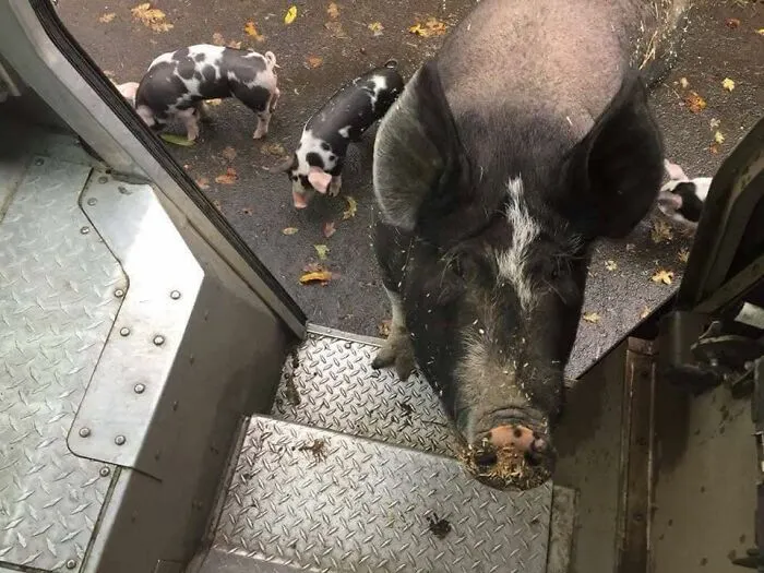 50 Of The Cutest Dogs And Other Pets UPS Drivers Met While On The Job (New Pics)