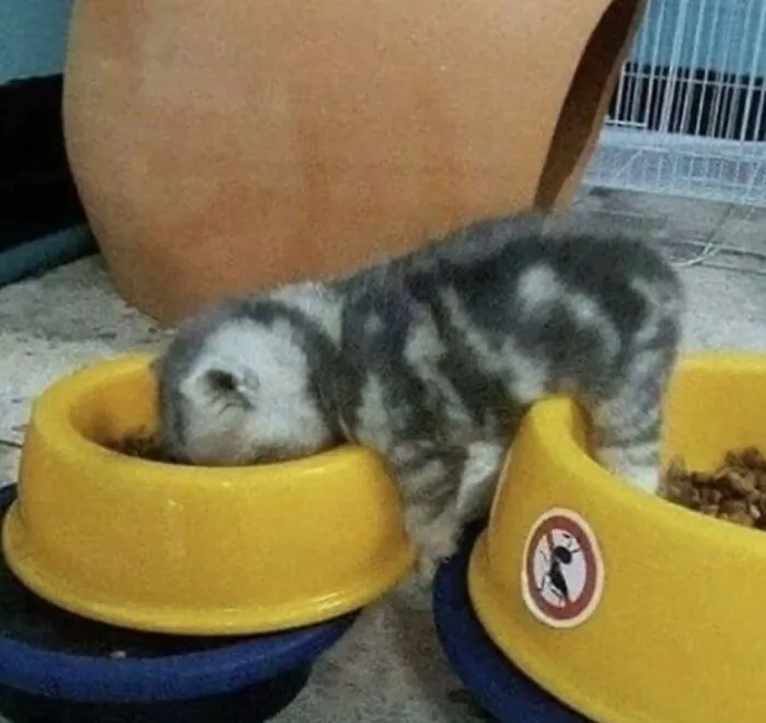 30 Gatos caóticos siendo ellos mismos