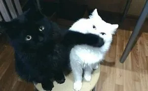 50 Chaotic Cats Being Cats And Nothing Else