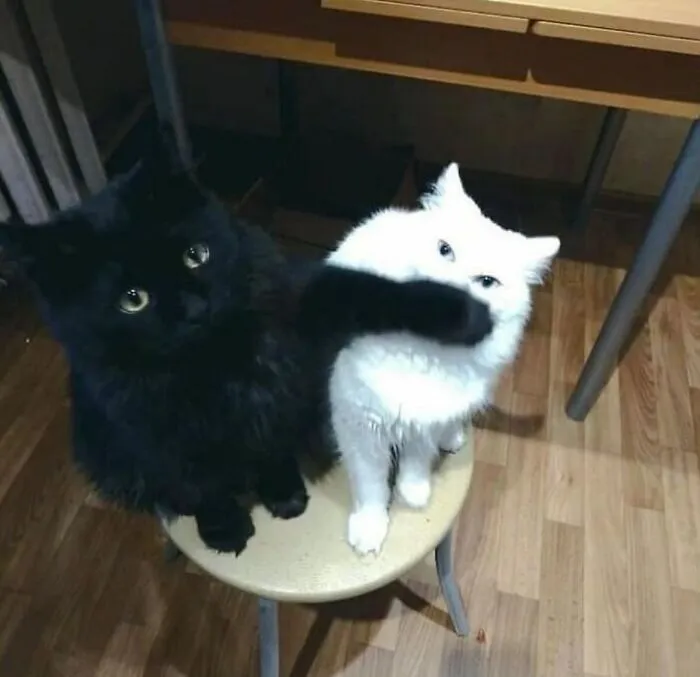 Silly-Cute-Cats-Pics