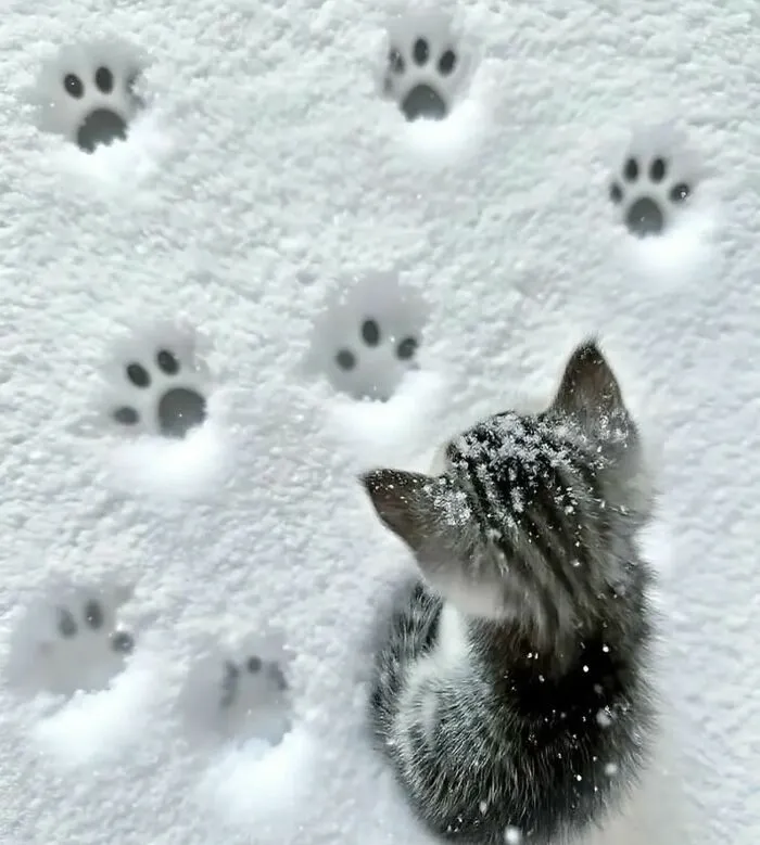 30 Gatos caóticos siendo ellos mismos