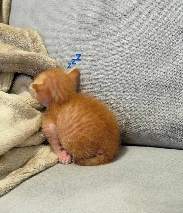 30 Gatos caóticos siendo ellos mismos