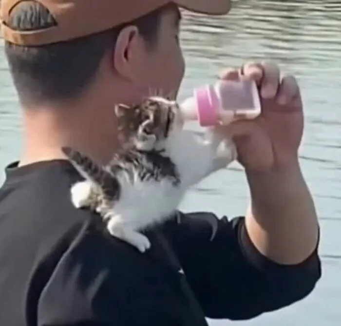 30 Gatos caóticos siendo ellos mismos