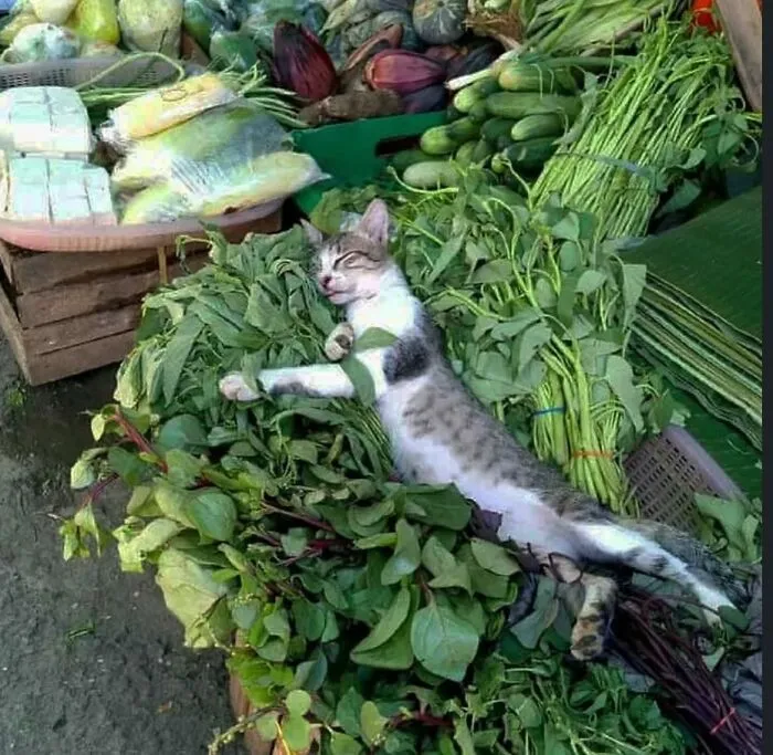 30 Gatos caóticos siendo ellos mismos