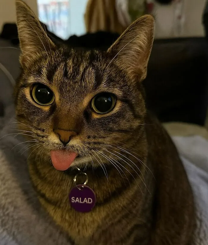 Close-up of a funny cat with tongue out wearing a collar tag named Salad, showcasing why life is never boring with cats.