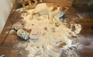 50 Chaotic Cats Being Cats And Nothing Else