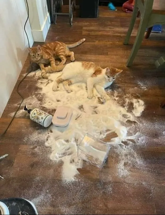Silly-Cute-Cats-Pics