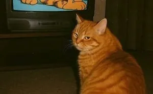 50 Chaotic Cats Being Cats And Nothing Else