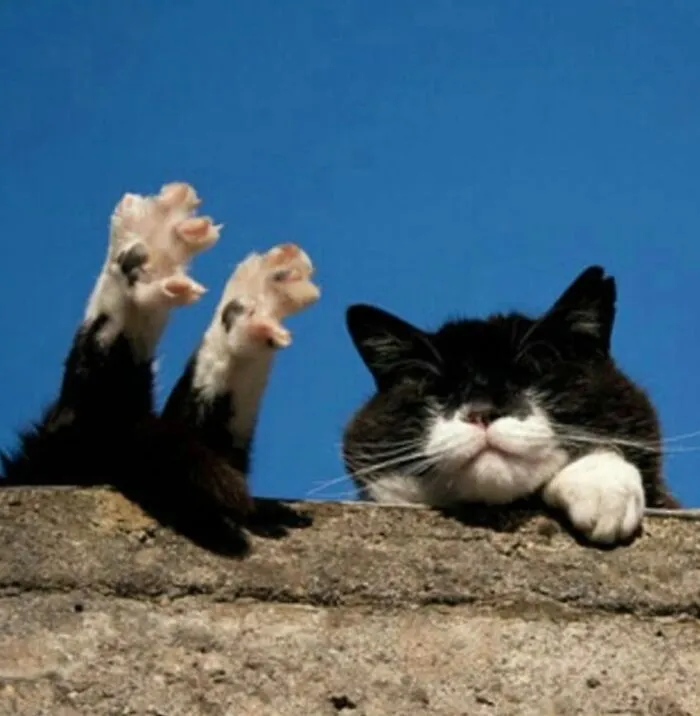 Black and white cat resting on a ledge with paws stretched up against a clear blue sky, showing funny cat behavior.
