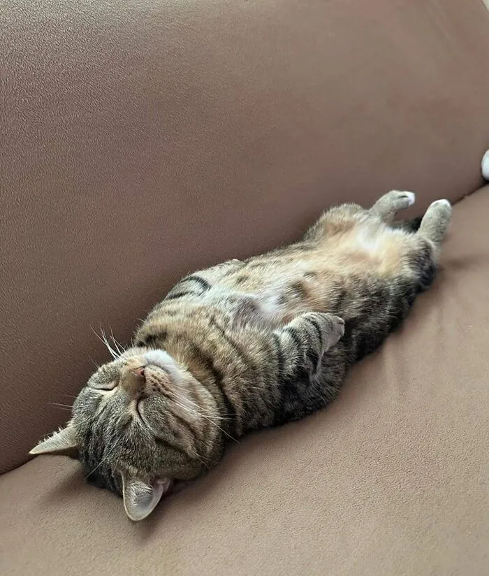 30 Gatos caóticos siendo ellos mismos