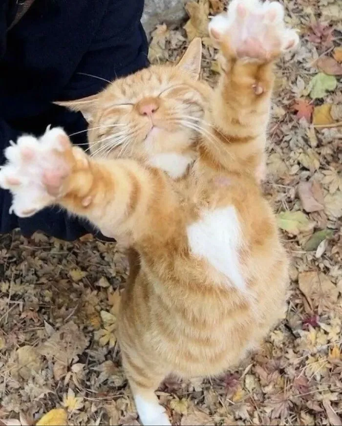 30 Gatos caóticos siendo ellos mismos