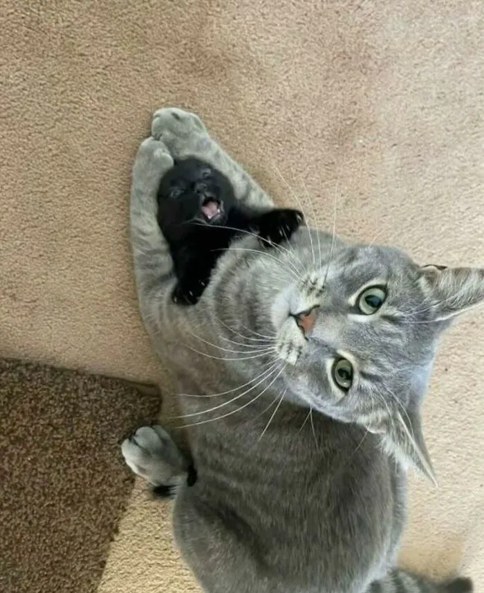 30 Gatos caóticos siendo ellos mismos