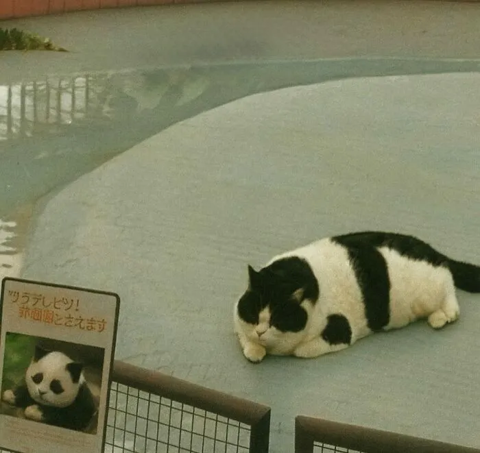 30 Gatos caóticos siendo ellos mismos