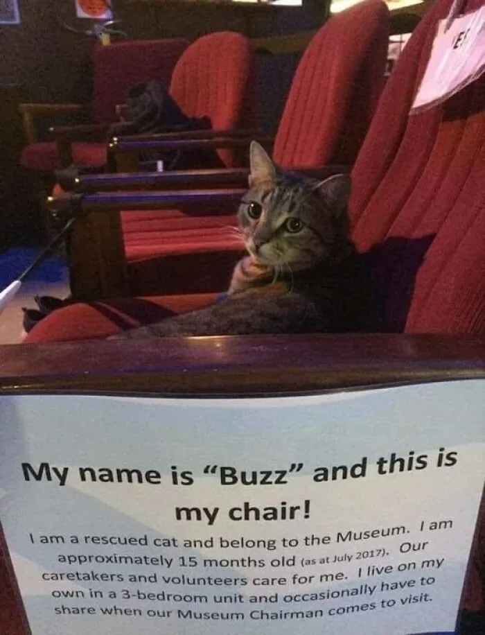 50 Pics Of ‘Cats With Jobs’ That Prove There Isn’t Anything Felines Can’t Do (New Pics)