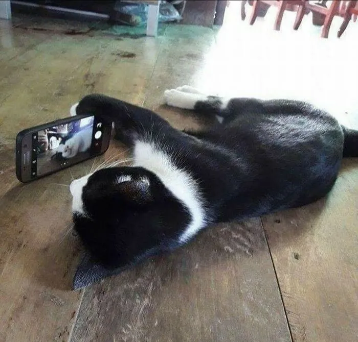 30 Gatos caóticos siendo ellos mismos
