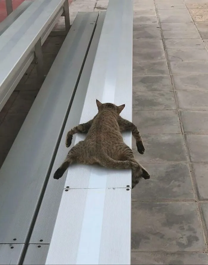 30 Gatos caóticos siendo ellos mismos