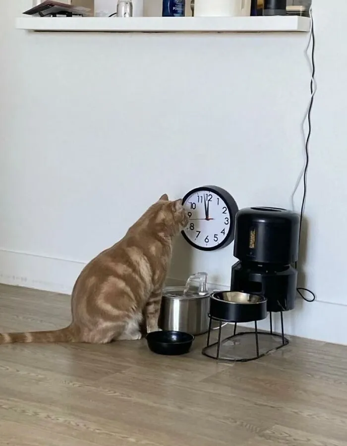 30 Gatos caóticos siendo ellos mismos