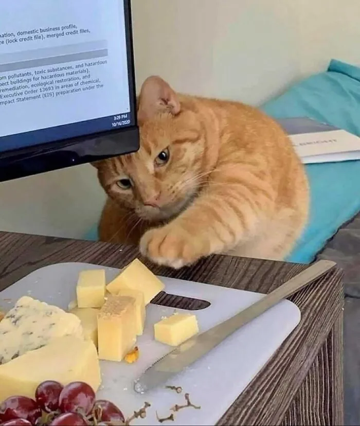 30 Gatos caóticos siendo ellos mismos