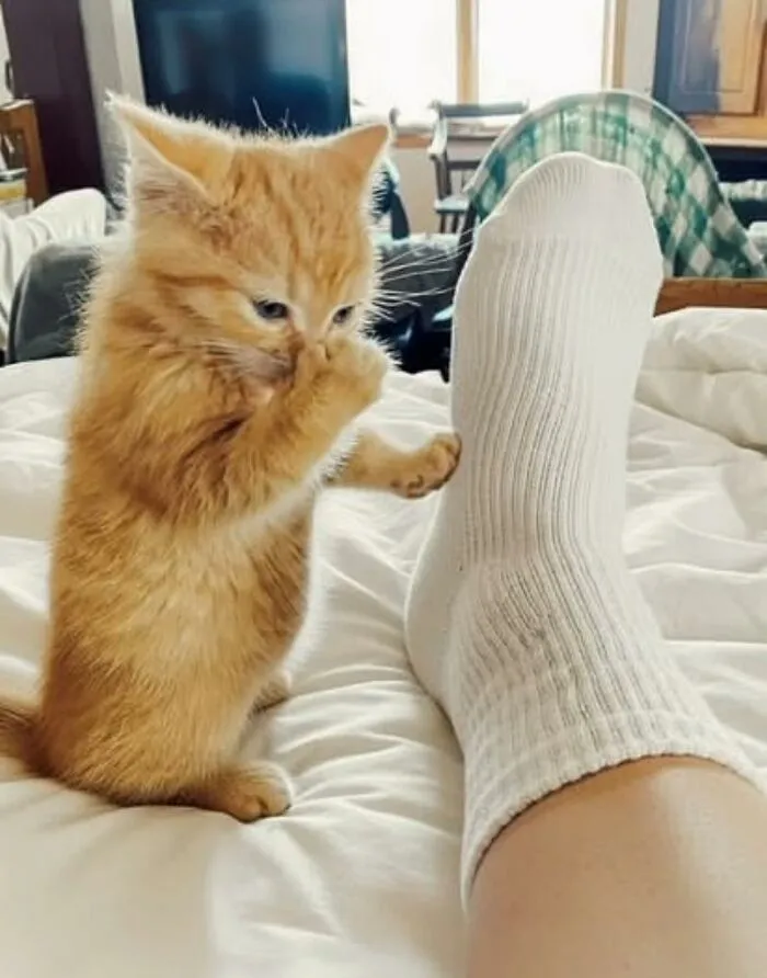 30 Gatos caóticos siendo ellos mismos