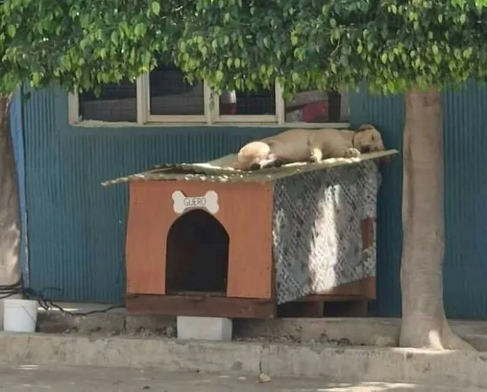 Dog resting on the roof of a doghouse shaded by a tree in a quiet outdoor setting, showcasing cute dog-themed important animal images.