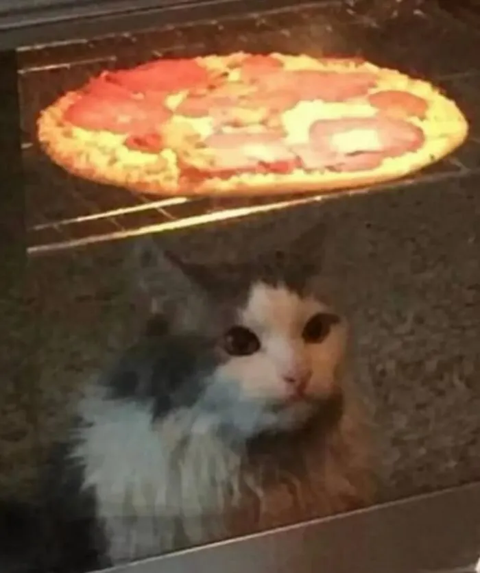 Fluffy cat staring intently through oven glass at a pepperoni pizza baking inside in a funny moment with cats.