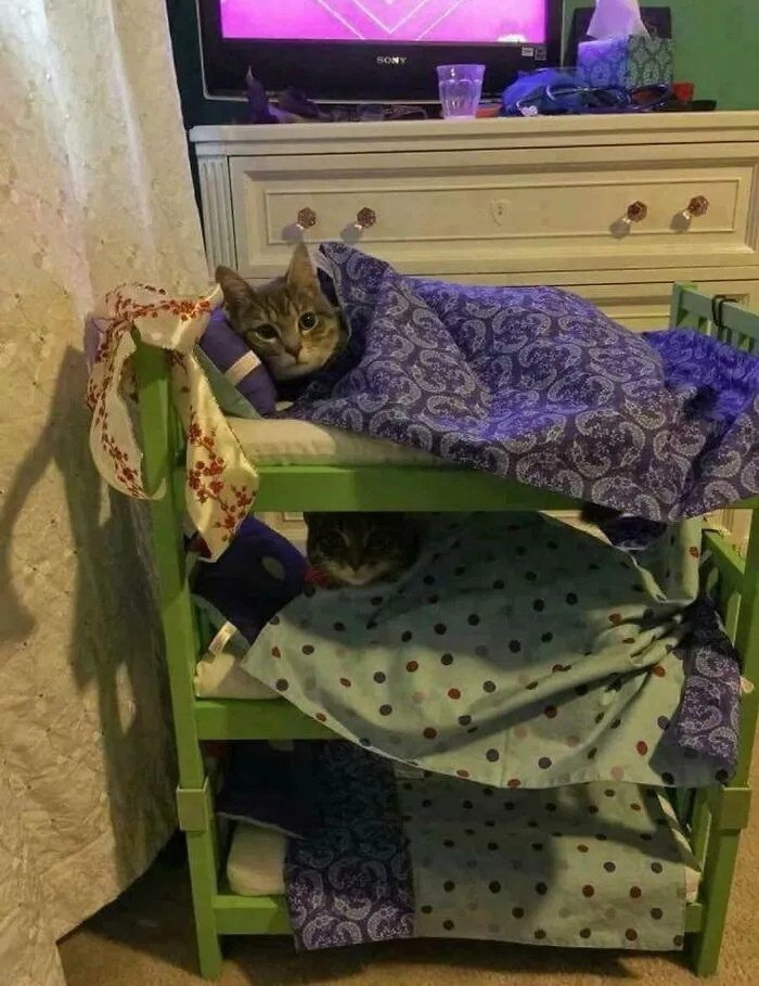 30 Gatos caóticos siendo ellos mismos