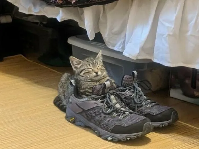 34 Gatos con «auras poderosas» retratados por sus dueños