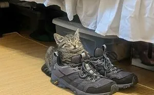 "Cats With Pawerful Aura": 50 Hilarious Cats To Boost Your Aura Points