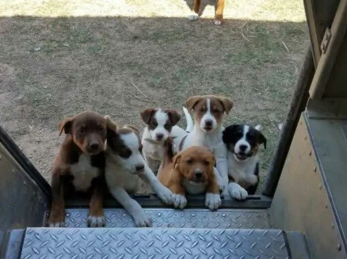 50 Of The Cutest Dogs And Other Pets UPS Drivers Met While On The Job (New Pics)