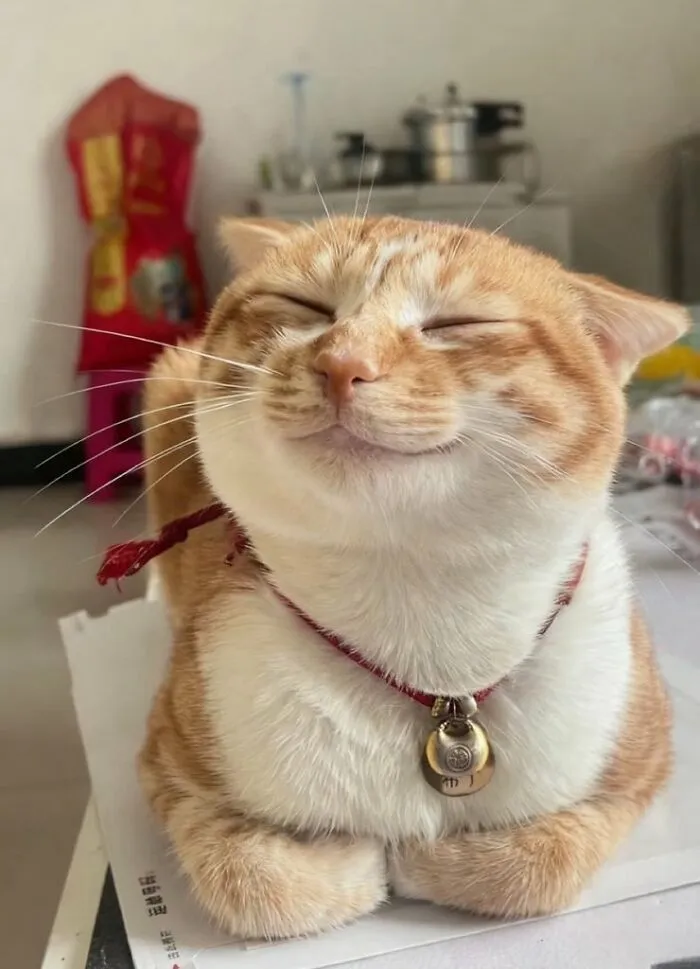 34 Gatos con «auras poderosas» retratados por sus dueños