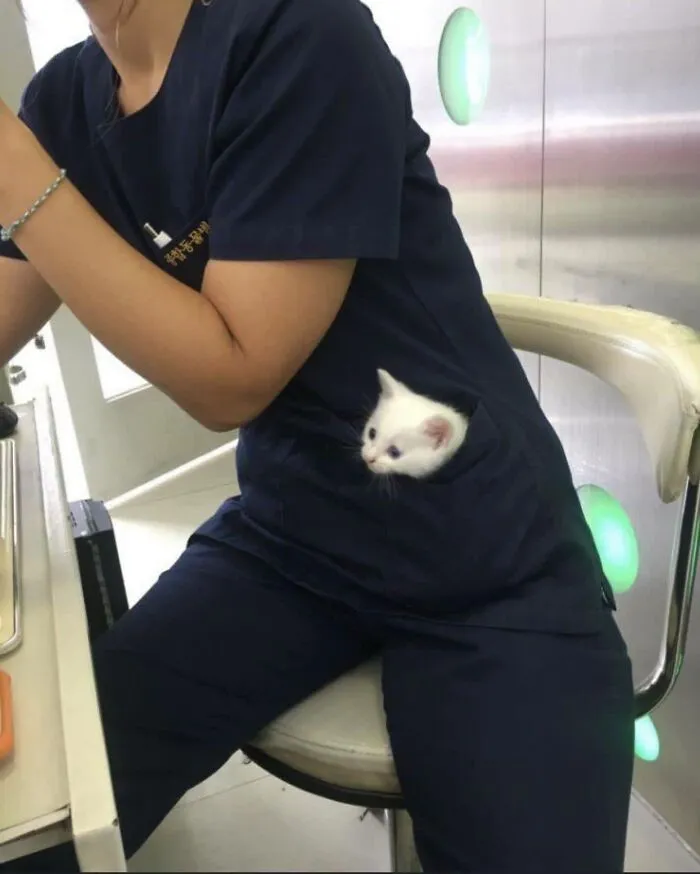 50 Pics Of ‘Cats With Jobs’ That Prove There Isn’t Anything Felines Can’t Do (New Pics)