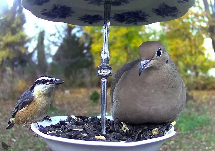 Woman Puts Camera On Bird Feeder In Her Yard To See Who Comes To Visit (50 Best Pics)