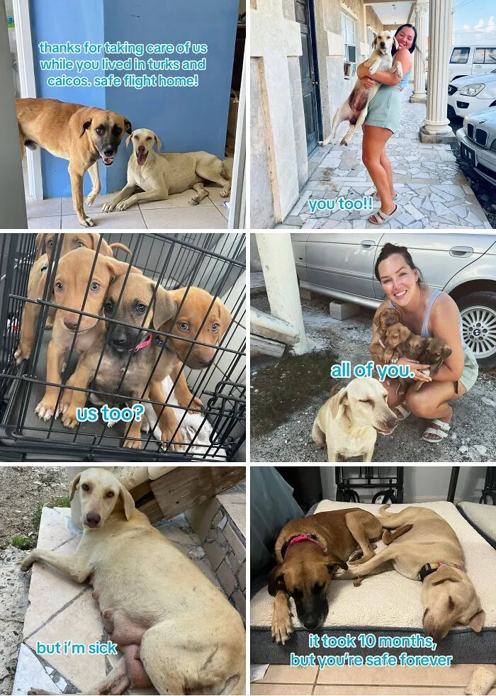 This New Trend Has People Sharing Their Tearjerking Pet Adoption Stories And These 50 Made Us Cry