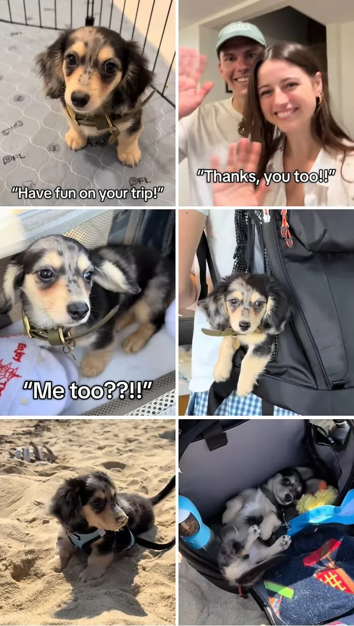 Puppy adoption moments capturing joyful and heartwarming scenes of a puppy’s first trip and bonding with new owners.