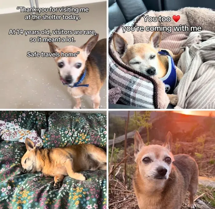 Four adoption pics of a small senior dog resting at shelter, cozy in a car, sleeping on floral bedding, and outside at sunset.