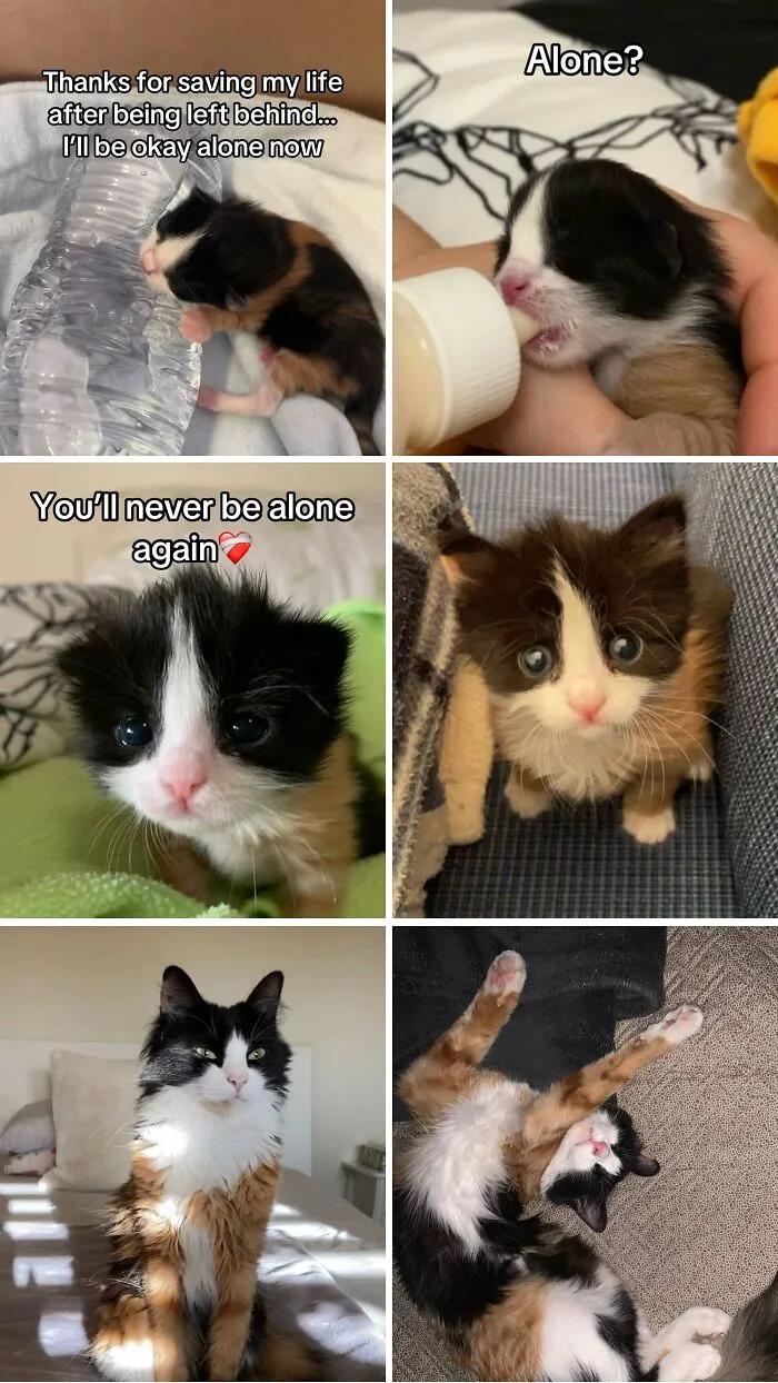 This New Trend Has People Sharing Their Tearjerking Pet Adoption Stories And These 50 Made Us Cry