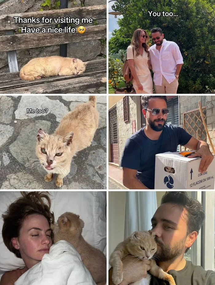 Collage of heartwarming adoption pics showing rescued cats and happy moments with their new owners.