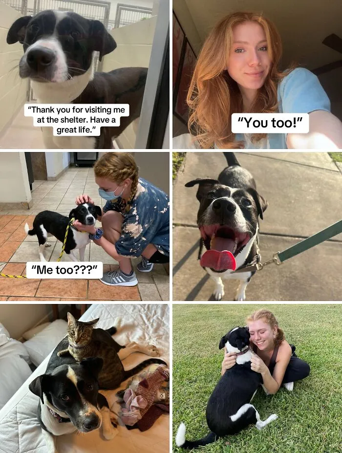 Collage of heartwarming adoption pics showing happy dogs and their new owners bonding and enjoying life together.