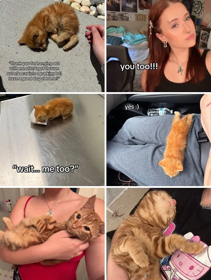 Series of adoption pics showing a rescued kitten growing healthier and bonding with new owners over time.