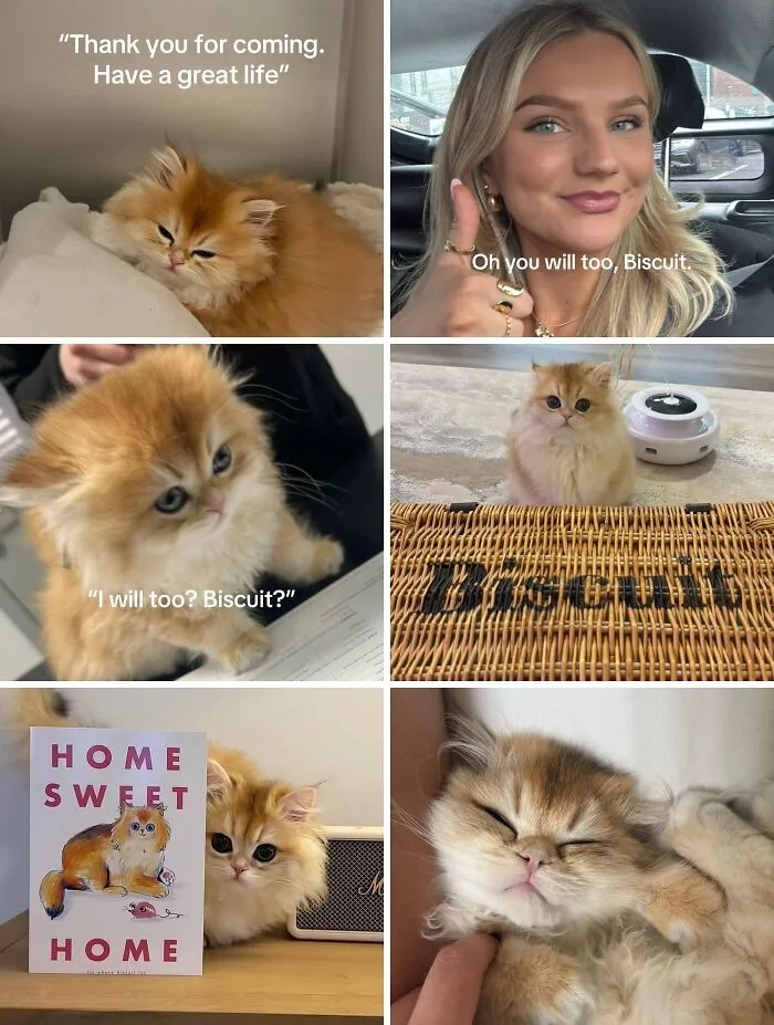 Adoption pics of a fluffy cat named Biscuit showing moments of love and new beginnings in a cozy home environment